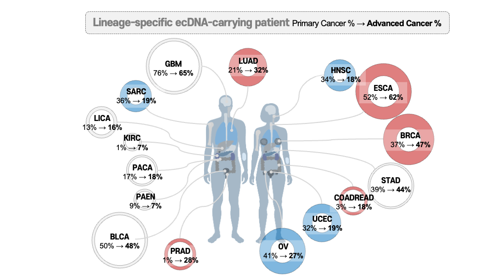 Diagram of ecDNA prevalence changing from primary to advanced cancer across cancer types