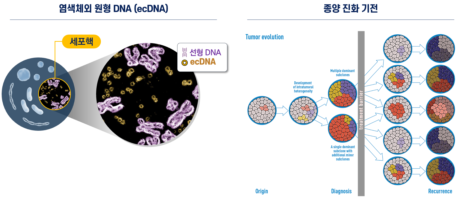 Illustration of extrachromosomal DNA (ecDNA) alongside chromosomal DNA inside a cancer cell nucleus