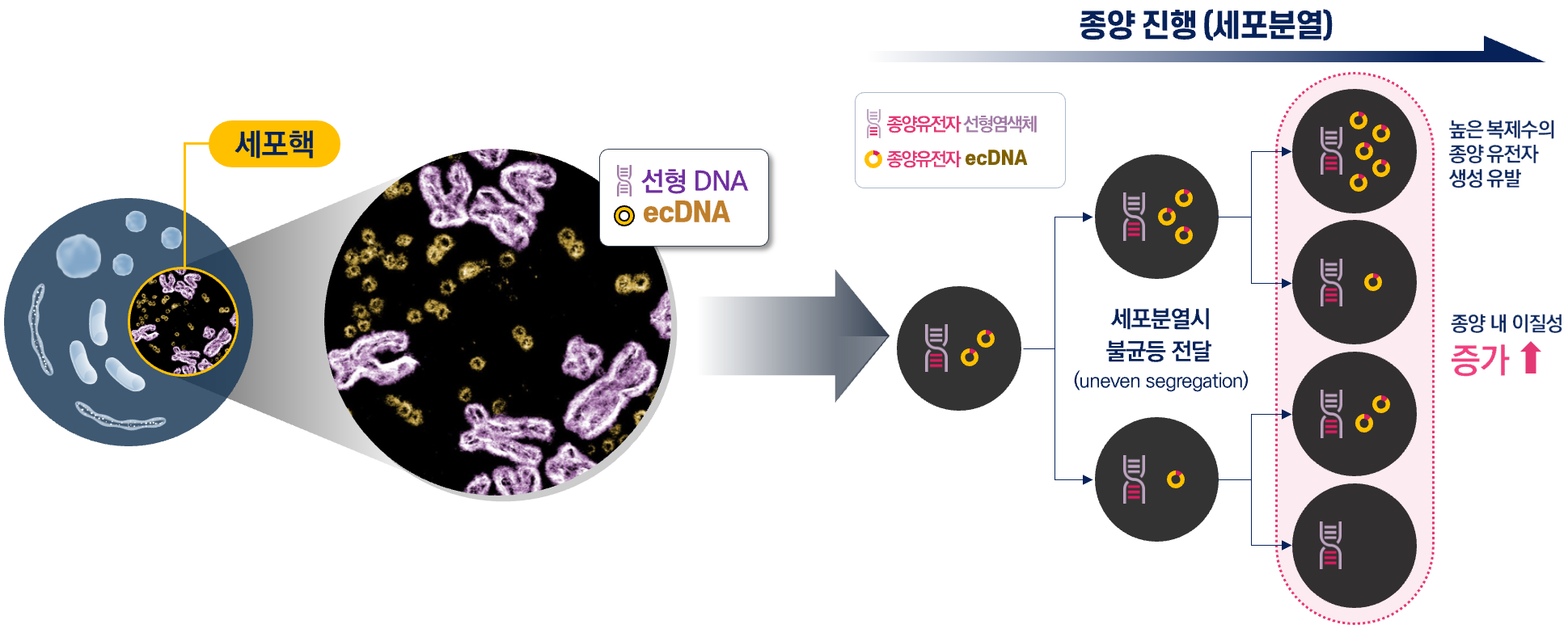 Uneven segregation of ecDNA during cell division driving increased intratumoral heterogeneity