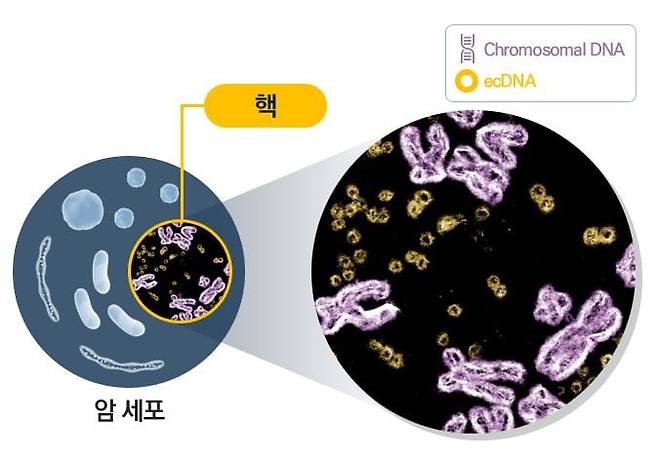 Illustration of extrachromosomal DNA (ecDNA) alongside chromosomal DNA inside a cancer cell nucleus