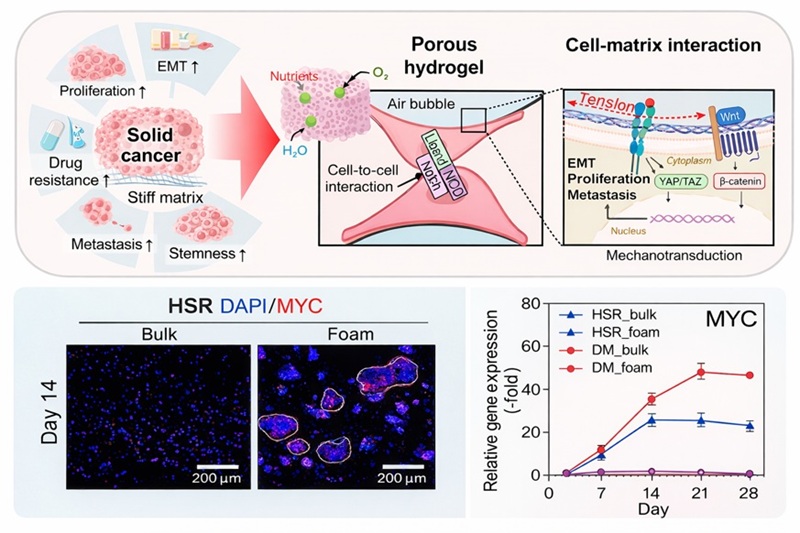Theranostics Paper Figure 2