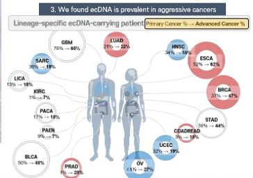 Diagram of ecDNA prevalence changing from primary to advanced cancer across cancer types
