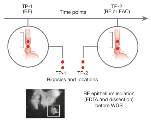 Figure from Extrachromosomal DNA in the cancerous transformation of Barrett's oesophagus