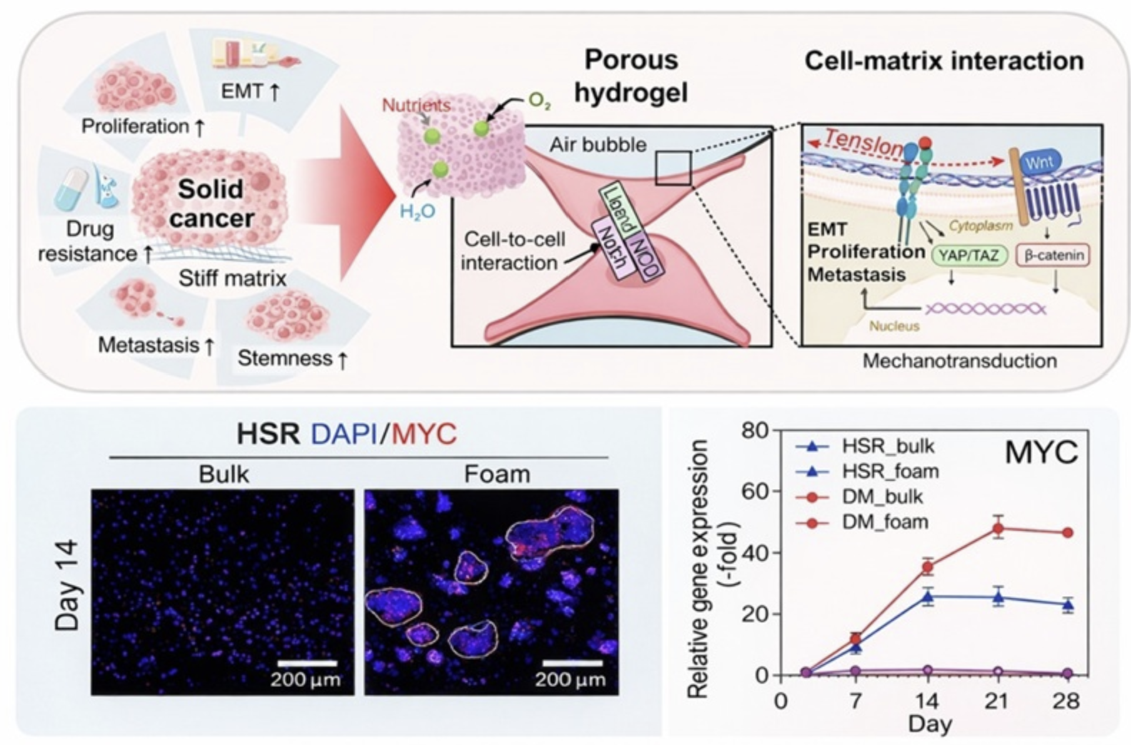 Tailorable porous collagen hydrogel platform for ecDNA research