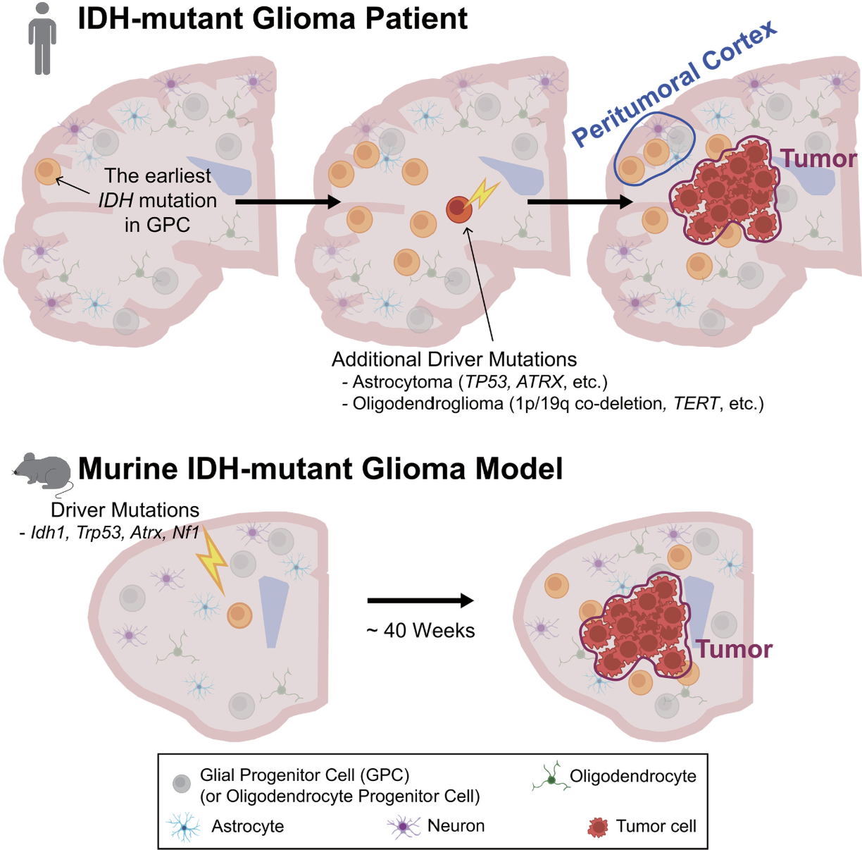 IDH-mutant glioma arising from glial progenitor cells
